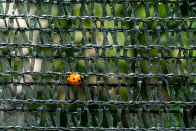 Ждать ли нижегородцам нашествия комаров и клещей?