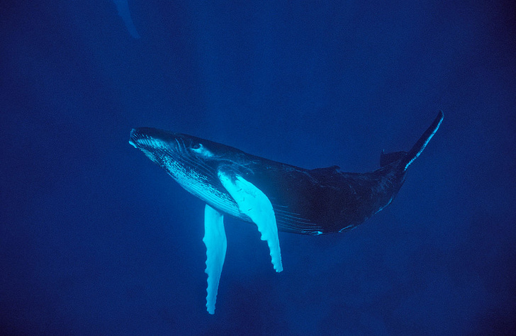 Ученые объяснили гигантские размеры китов