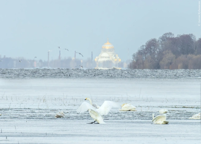 Источник: Антон Кубышкин / vk.com/bird_spb