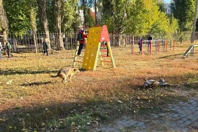 Собака укусила семилетнего мальчика на детской площадке в Воронеже
