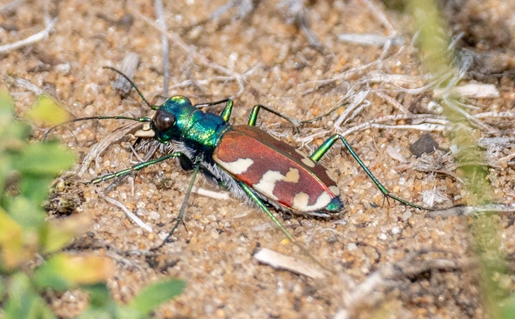 Скакун трехцветный (Cicindela coerulea nitida) | Источник: naturalisttt, CC BY-NC 4.0, via iNaturalist.org