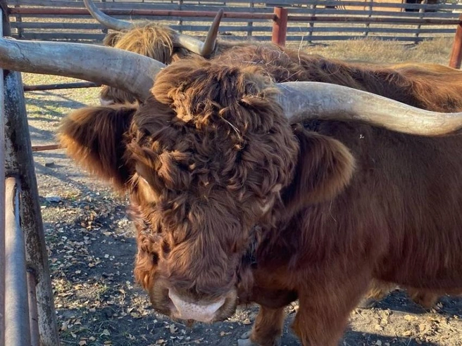 Бык изображен на логотипе клуба | Источник: официальный портал Забайкальского края