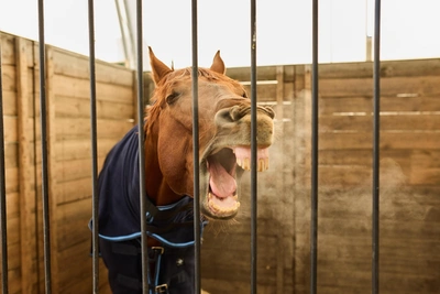 Мэр Якутска сообщил о сокращении числа бесхозных животных