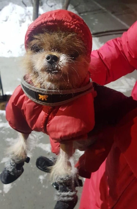 Питомец решил продемонстрировать прохожим на улице свой яркий и модный костюм | Источник: читательница НГС Светлана