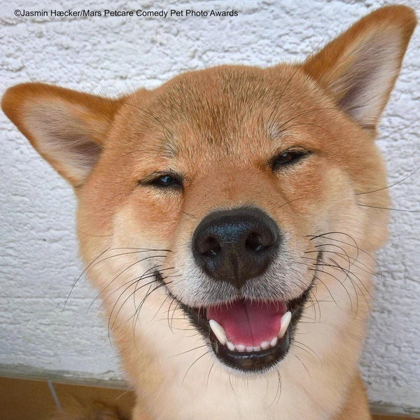 Источник: Comedy Pet Photography Awards