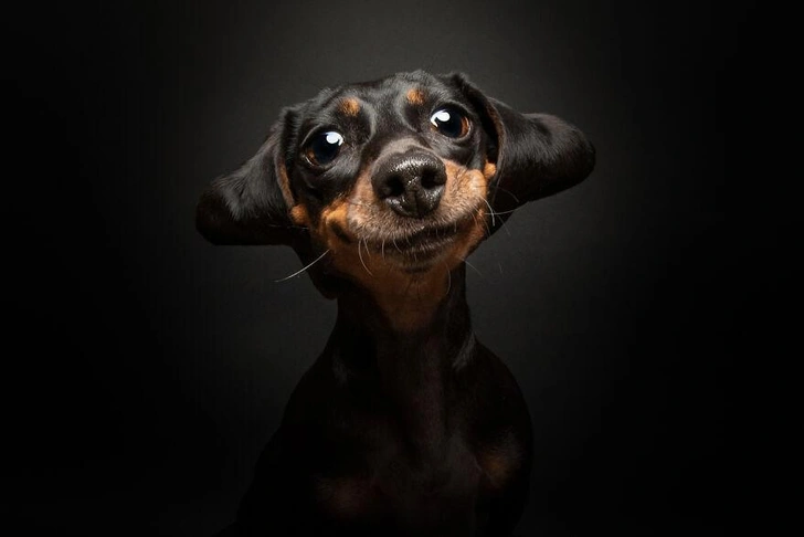 10 самых смешных фото собак за всю историю конкурса Dog Photography Awards | Источник: Dog Photography Awards