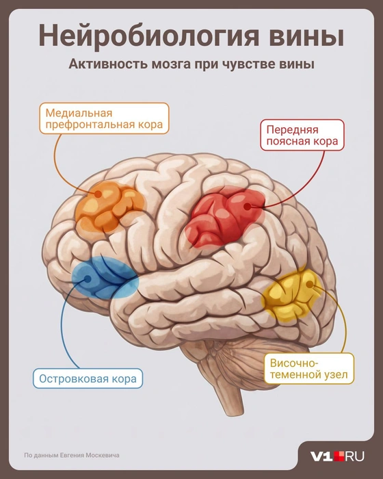 Так работают зоны мозга, когда активируется вина | Источник: Юрий Скулыбердин