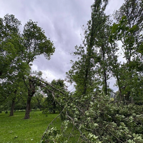 Коммунальщики показали, что буря натворила в Петербурге. Смотрите сами | Источник: Комитет по благоустройству СПб