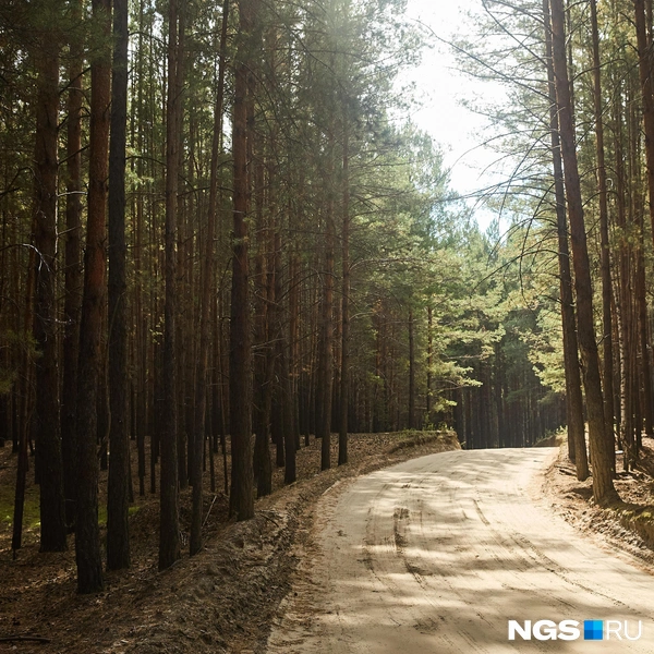 Но ехать по мягкому песчанику среди высоченных сосен&nbsp;— ни с чем не сравнимый опыт | Источник: Александр Ощепков / NGS.ru