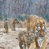 В Китае сделали уникальное фото амурской тигрицы с детенышами: догадаетесь ли, в чем сенсация?