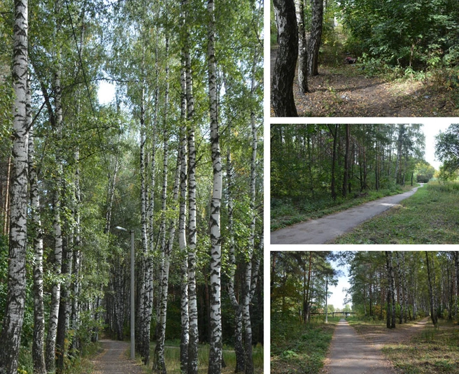 лесополоса в южном