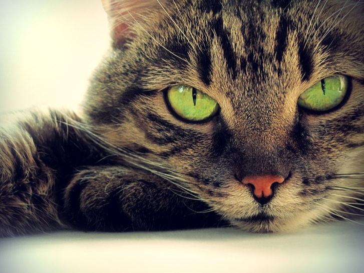 Ученые рассказали, почему кошки предпочитают одиночество