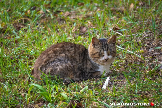 Источник: Елена Буйвол / VLADIVOSTOK1.RU