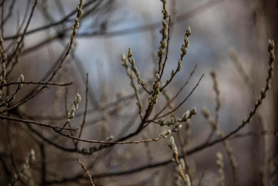 В Воронеже снег тает в семь раз быстрее нормы