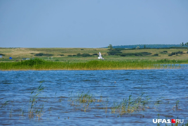Озеро Аслыкуль довольно мелкое на берегах | Источник: Булат Салихов / UFA1.RU