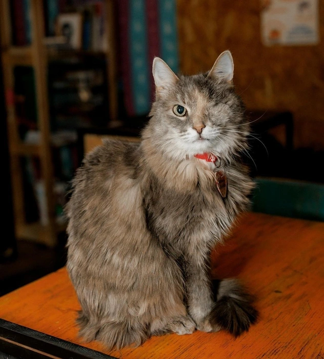 Кошечка знает лоток, привита, стерилизована, обработана от паразитов, проверена на основные хронические вирусы  | Источник: Котейня «ЧуКОТка» | котокафе Самара 