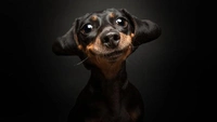 10 самых смешных фото собак за всю историю конкурса Dog Photography Awards