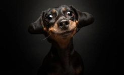 10 самых смешных фото собак за всю историю конкурса Dog Photography Awards
