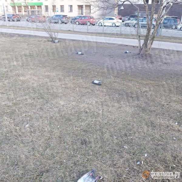 Источник: читатель «Фонтанки»