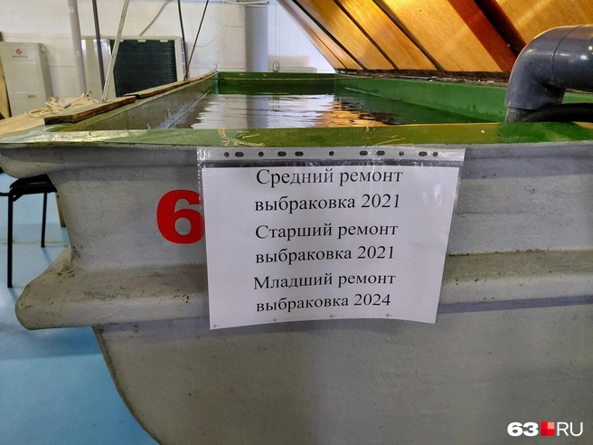 Здесь плавают рыбы с особенностями, которые ждут, пока их судьба решится  | Источник: Александра Исмайлова / 63.RU