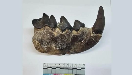 На Кавказе нашли останки «ужасного» зверя, опаснее саблезубого тигра | Источник: Данияр Хантемиров / Уральский федеральный университет