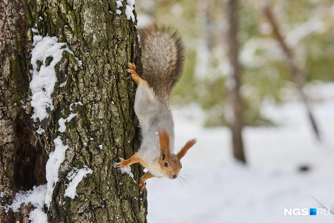 Зимние радости | Источник: Александр Ощепков / NGS.RU