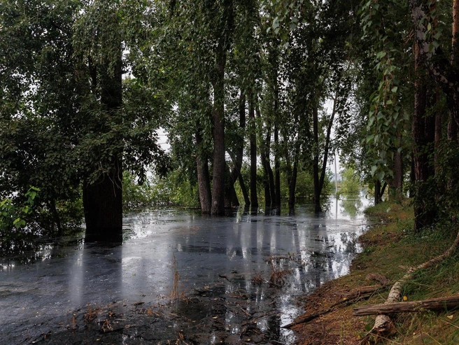 На поверхности воды видна странная пленка | Источник: Ирина Шарова / 72.RU