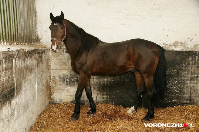 Жетон — выдающийся орловец | Источник: Александр Зинченко / Voronezh1.ru