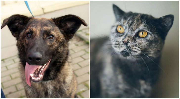 Котопёс недели: кошка Соня и собака Боня