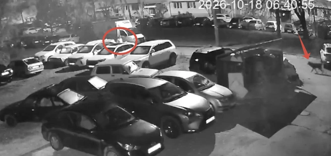 Одна собака зашла за припаркованное авто, чтобы зайти со спины, а эта атаковала спереди | Источник: соцсети