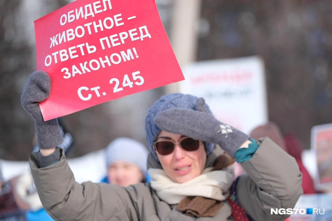 Активисты считают, что собак в городе травит банда догхантеров&nbsp;— они разбрасывают отраву, после чего животные умирают в конвульсиях | Источник: Василиса Орлова / NGS70.RU