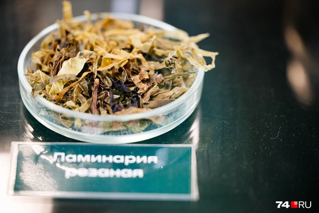 Из ламинарии&nbsp;здесь производят косметику, лекарства и полезные сладости… | Источник: Наталья Лапцевич