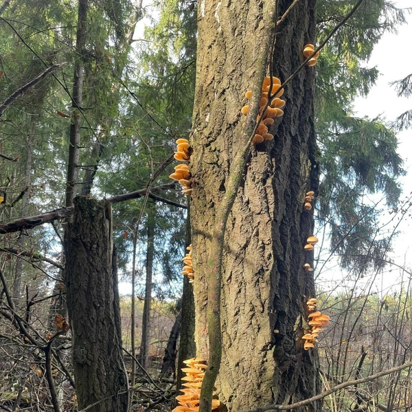 Не менее изобилен Пушкинский район | Источник: Милена Халикова / Грибы в Подмосковье 2025 / VK.com