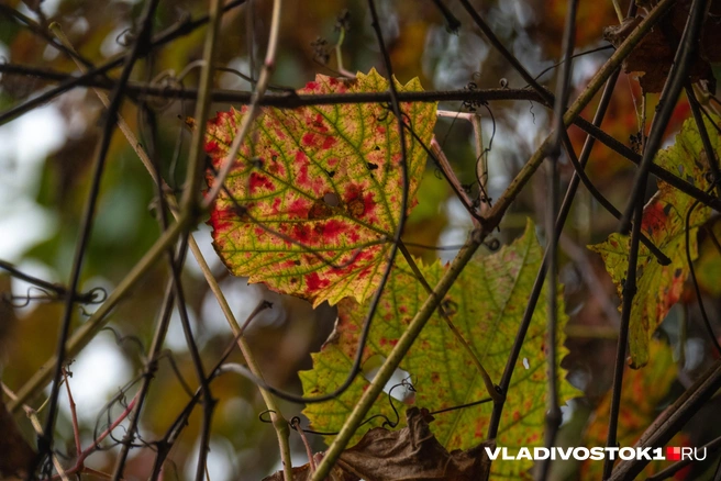Прогноз погоды на вторую декаду октября | Источник: Елена Буйвол / VLADIVOSTOK1.RU