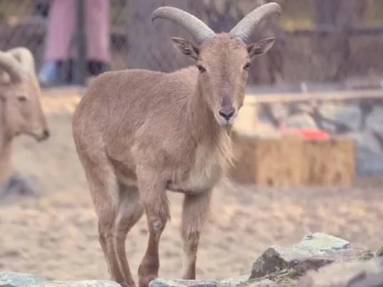 Животных доставили в рекордные сроки | Источник: Новосибирский зоопарк имени Р. А. Шило / Телеграм
