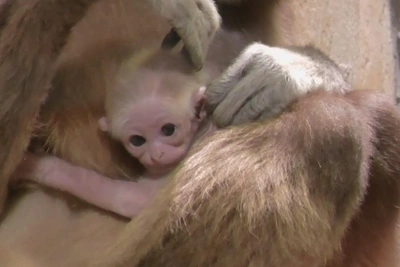 Гиббониха из Ленинградского зоопарка получила имя