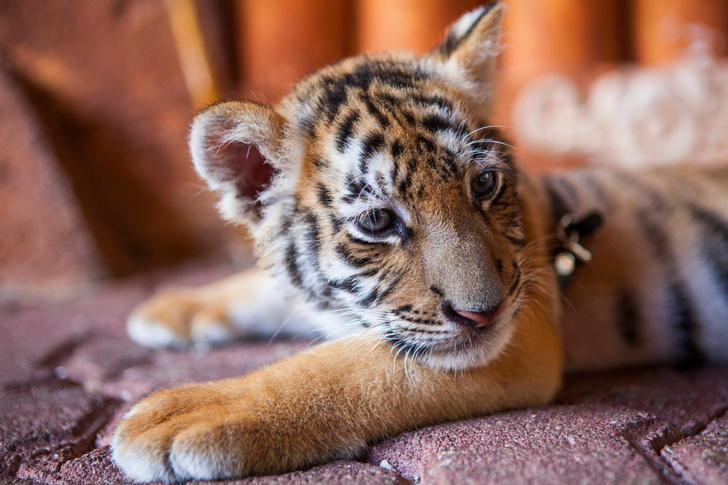 Наберитесь терпения: как воспитывать ребенка, рожденного в год Тигра