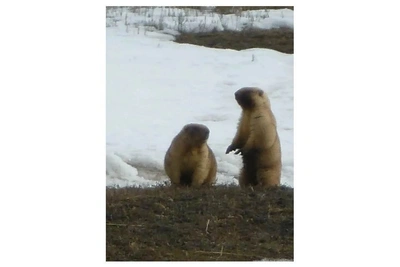 Сурки в Брединском заказнике вышли из спячки