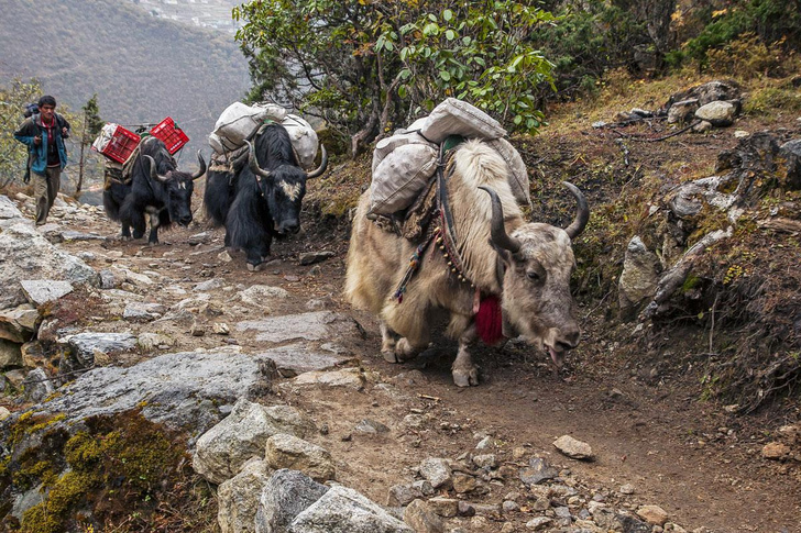 Эверест как профессия: как живут шерпы в самой высокогорной деревне в мире