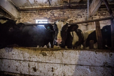 В Новосибирской области завершили изъятие животных из-за пастереллеза