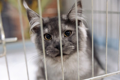 Ангарчанка отсудила у экс-супруга кошку мейн-кун