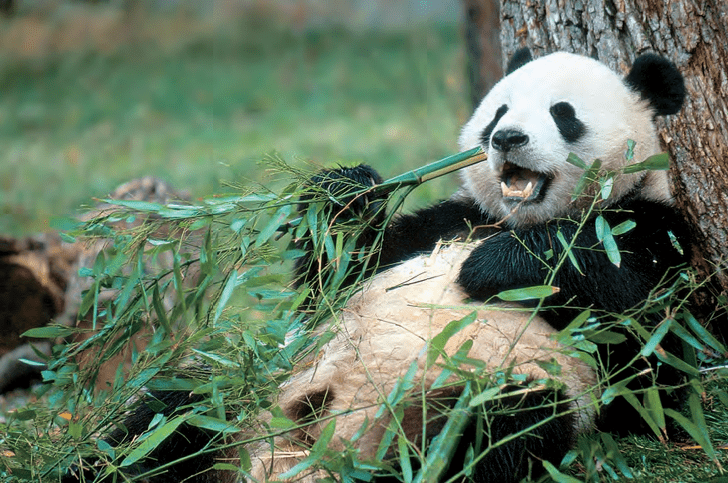 Мишка «котолапый»: как большая панда поставила зоологов в тупик
