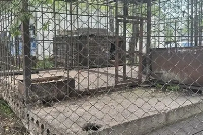 Прокуратура проверит содержание медведя в кафе Хабаровска