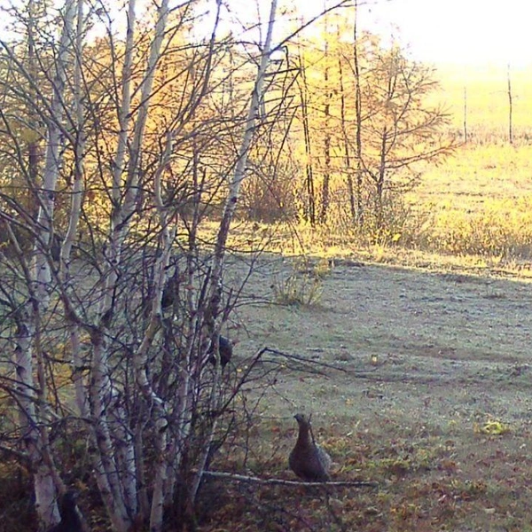 Источник: Минприроды Забайкалья / t.me