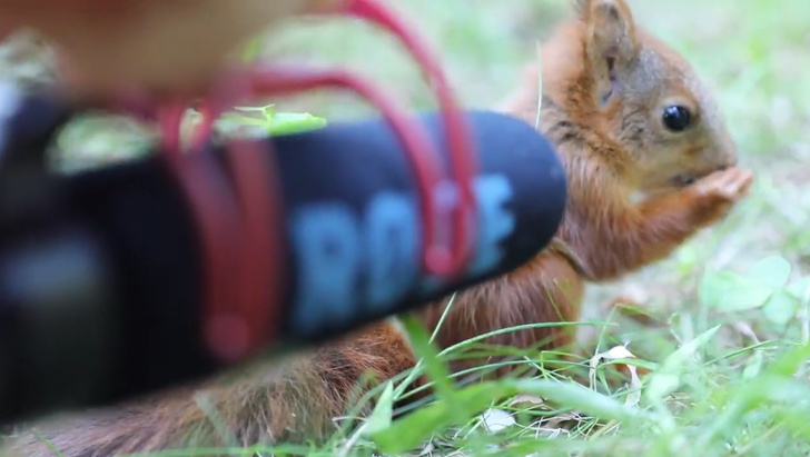 Зоолог записал звуки, которые издает 2-месячный бельчонок (видео)