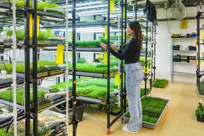 From sales to microgreens: Perm woman supplies restaurants