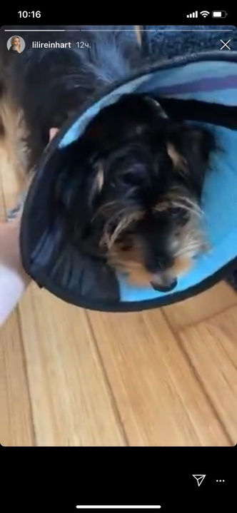 Собака Лили Рейнхарт перенесла серьезную операцию после нападения
