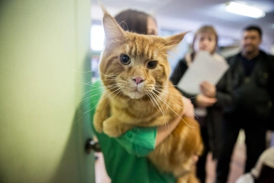 Как часто нужно мыть кошку: советы ветеринара