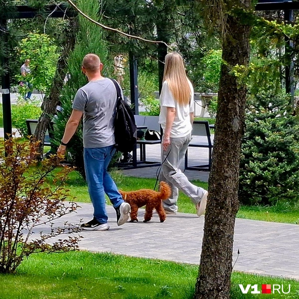 Этот пудель не отходил от хозяев ни на шаг | Источник: Тимофей Крылов / V1.RU