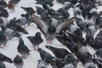 Погода в Заполярье: снег, гололед и возможный плюс